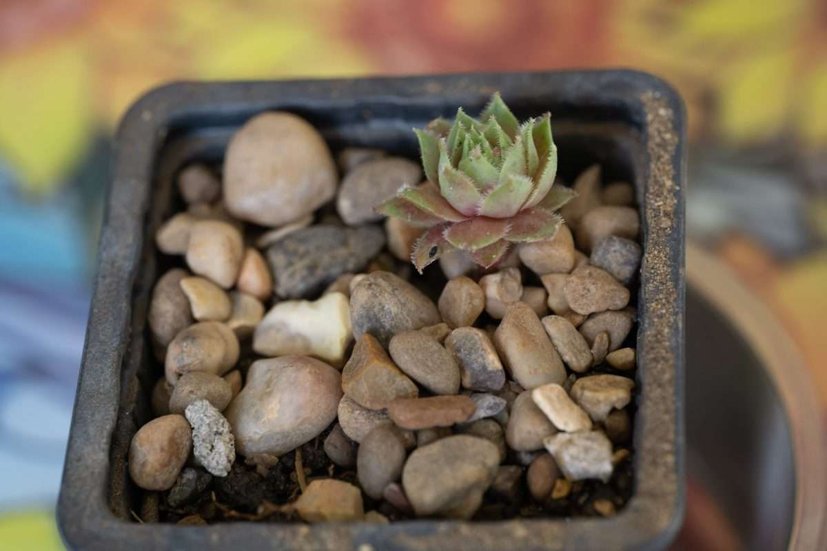 Image of a very small Succulent rosette-shaped plant planted 17 July 2026, a gift from Zena, transported in a small bag of water.