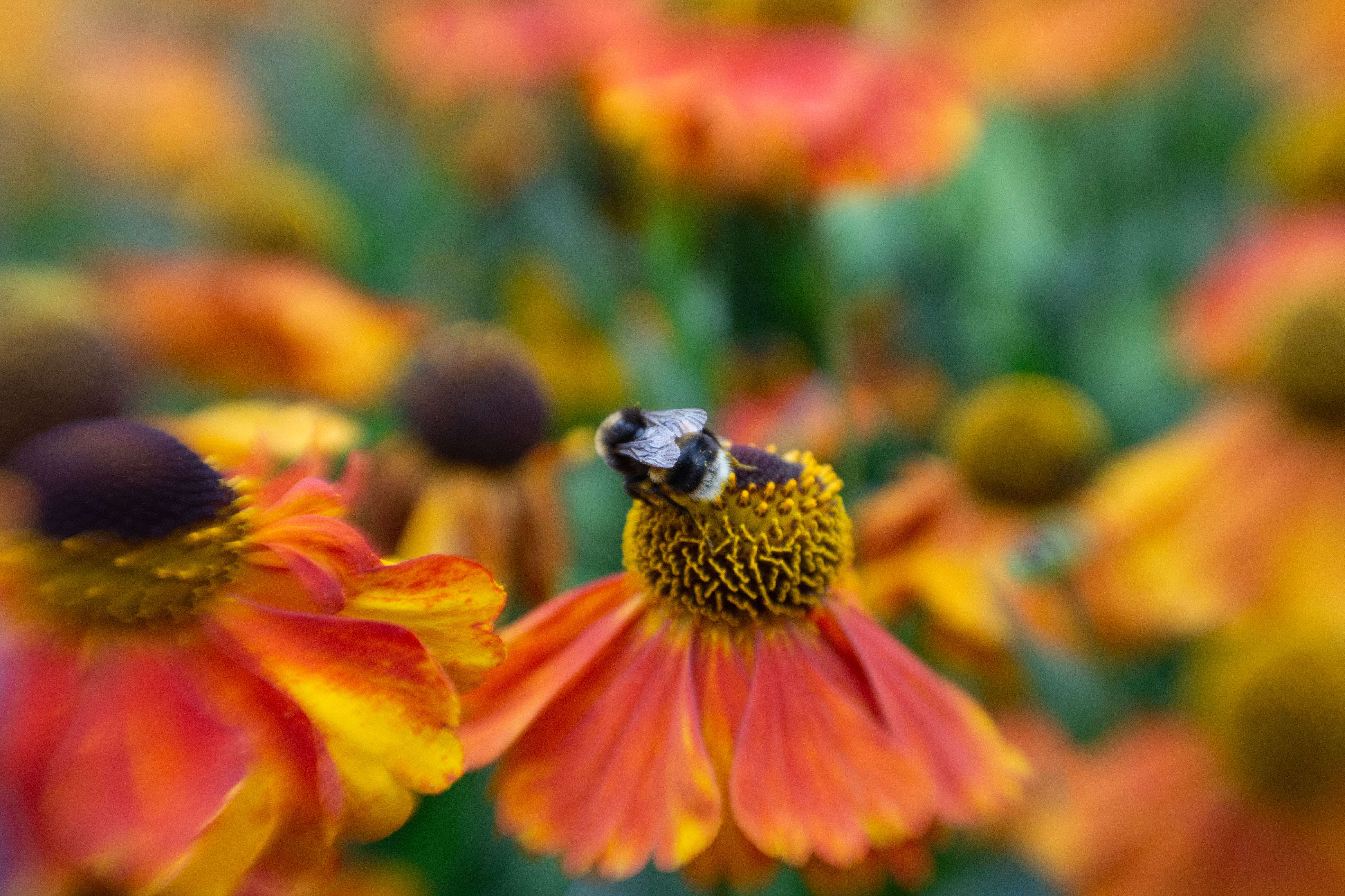 The Bee - Sunday Jigsaw.