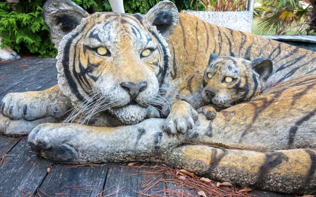 Tigers